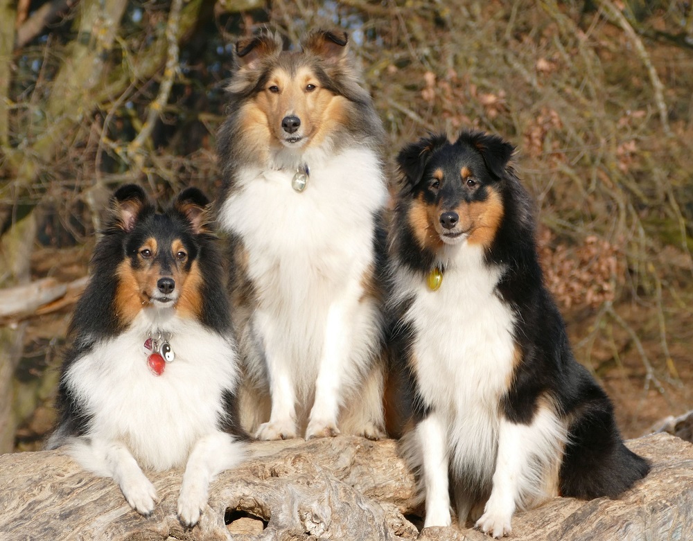 Weika und Ebony