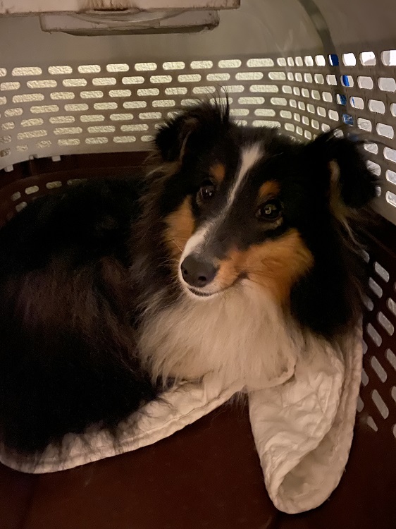 07 Cassy In Box.jpg