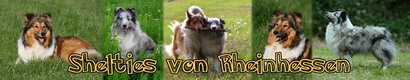 Shelties von Rheinhessen